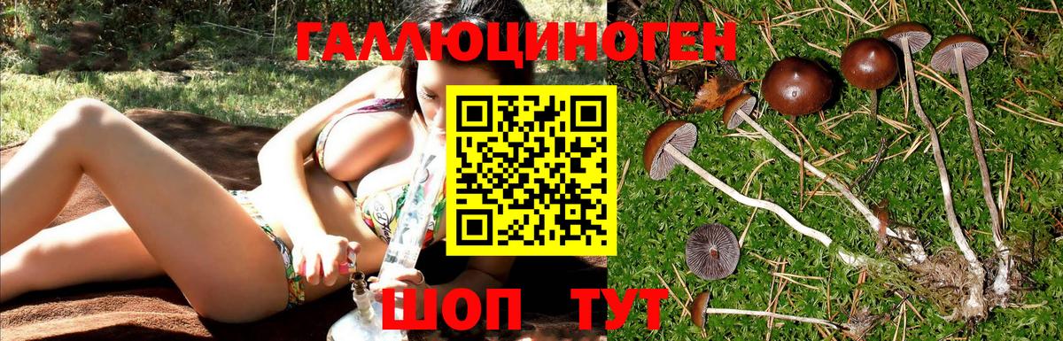 Псилоцибиновые грибы Psilocybe Ялуторовск